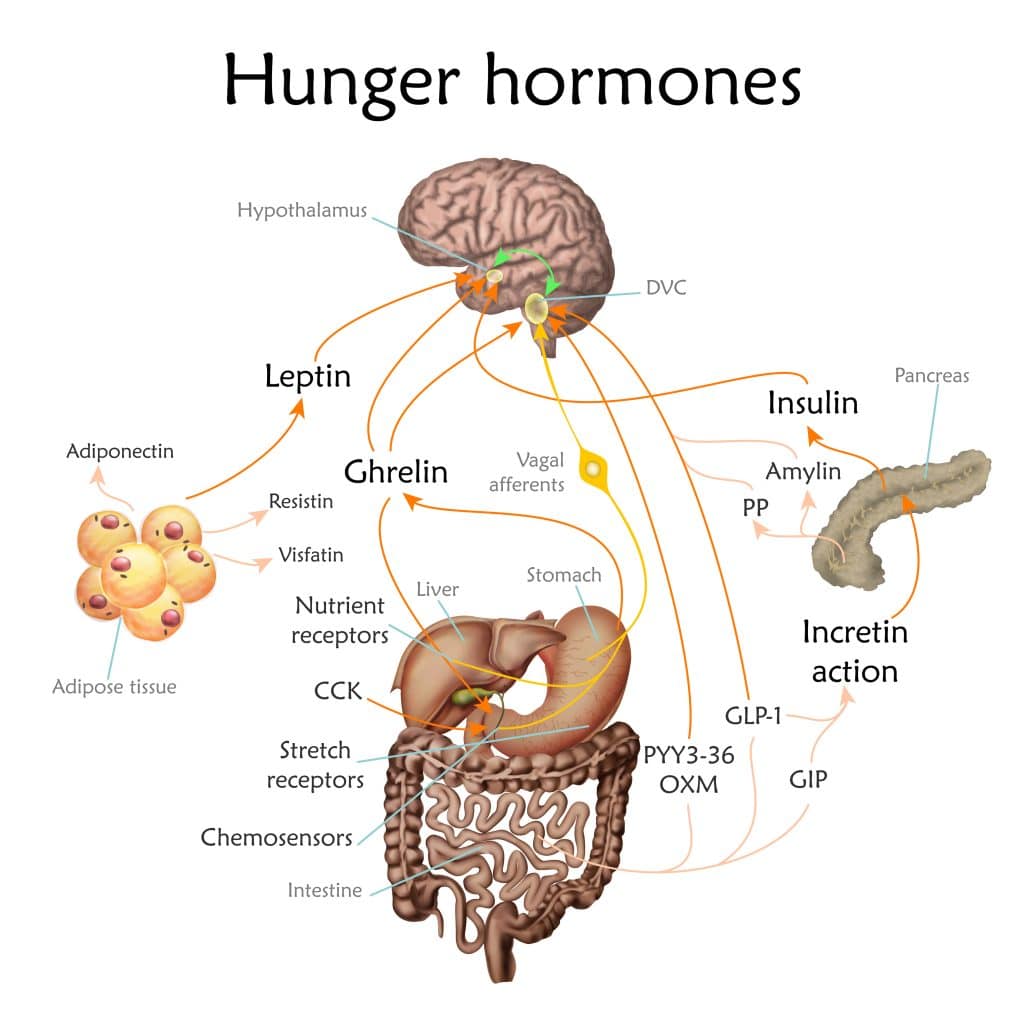 Optimizing Fat Loss Hormones