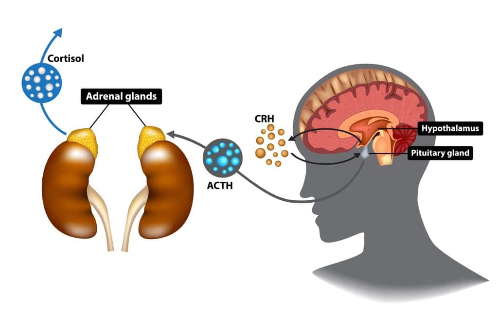 What Causes Adrenal Fatigue